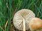 Mezei szegfűgomba (Marasmius oreades), Budai-hegység